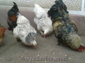 цыплята брама Pui brama -15 лей коричневые немые утята по 15 лей яйцо инкубацион