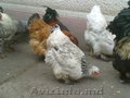 цыплята брама Pui brama - коричневые немые утята по яйцо инкубацион
