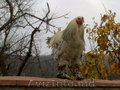 цыплята брама Pui brama - коричневые немые утята по яйцо инкубацион