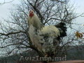 цыплята брама Pui brama -15 лей коричневые немые утята по 15 лей яйцо инкубацион
