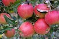 Яблоки Прима на экспорт из Молдавии