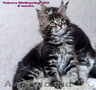 Котята породы Мейн Кун - самая большая порода домашних кошек в мире! 