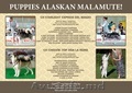 Щенки Аляскинского Маламута
