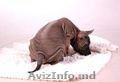 Тайский риджбек собака с узором на спине