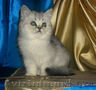 Британские котята - серебристой и золотой - шиншиллы. 