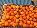 продаем мандарины из Испании