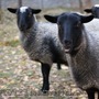 Ягнята, овцы романовской и гиссарской породы