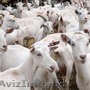 Продаем овцы гисарской породы,  романовской и козлята Заанинской породы
