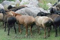 Продаем овцы гисарской породы, романовской и козлята Заанинской породы
