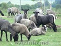 Продаем овцы гисарской породы, романовской и козлята Заанинской породы