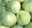 Продам Белорусские овощи высокого качества