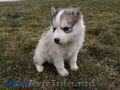 Щенки Хаски / Catei Husky / Husky puppies