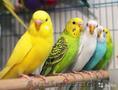 Волнистые попугаи 