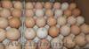  Яйца инкубационные Польша КОББ 500 ( маркированные )