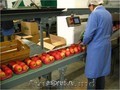  Сортировка и упаковка яблок в Германии