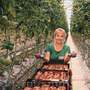 Работники в теплицу на помидоры Польша