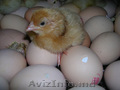 Яйца инкубационные Венгрия бройлер КОББ 500 и др породы 
