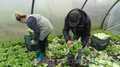 Требуются рабочие для сезонной работы с овощами,  Польша