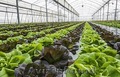 "Работа и вакансии" на сельскохозяйственных фермах в Англии